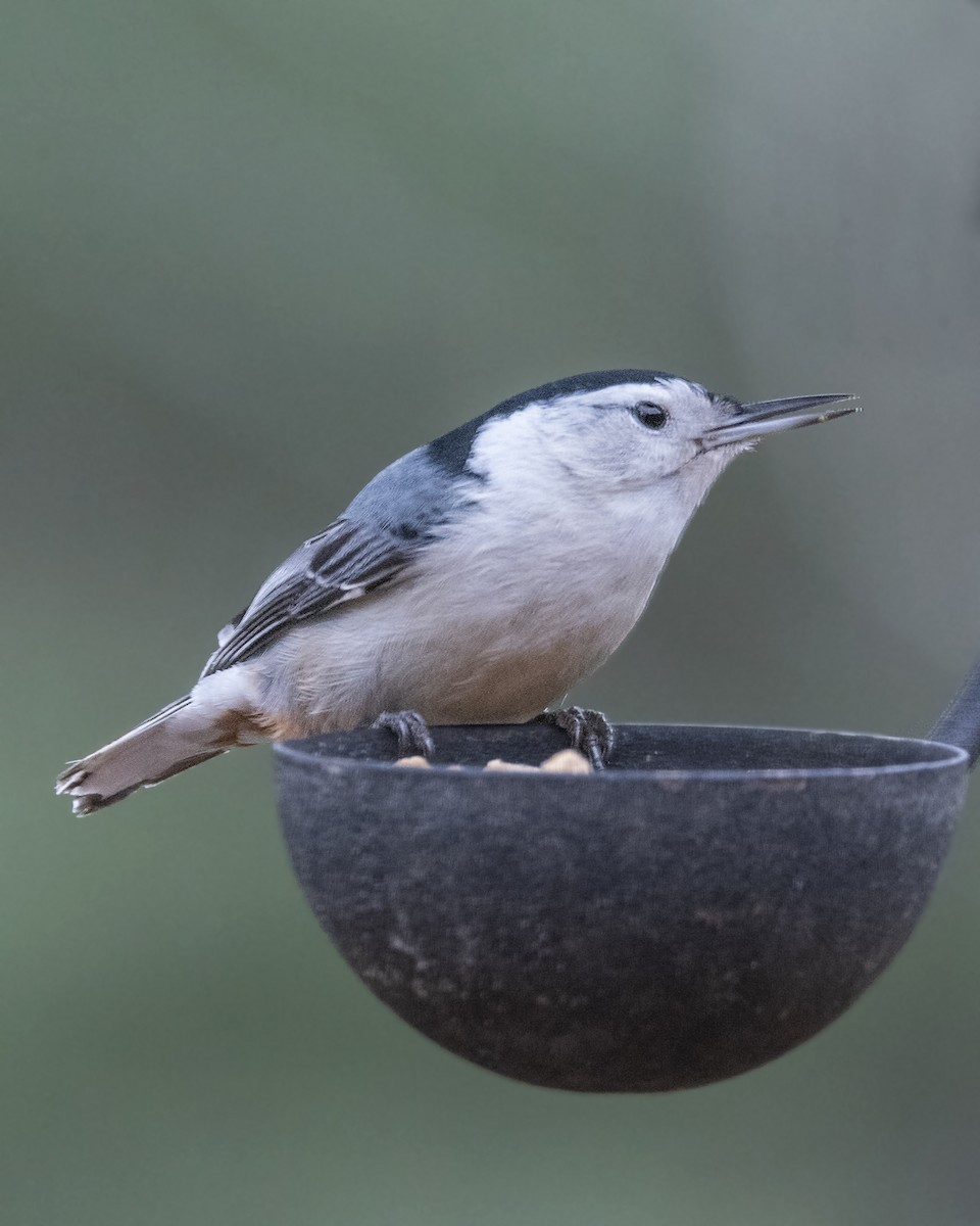 White-breasted Nuthatch - ML308000551