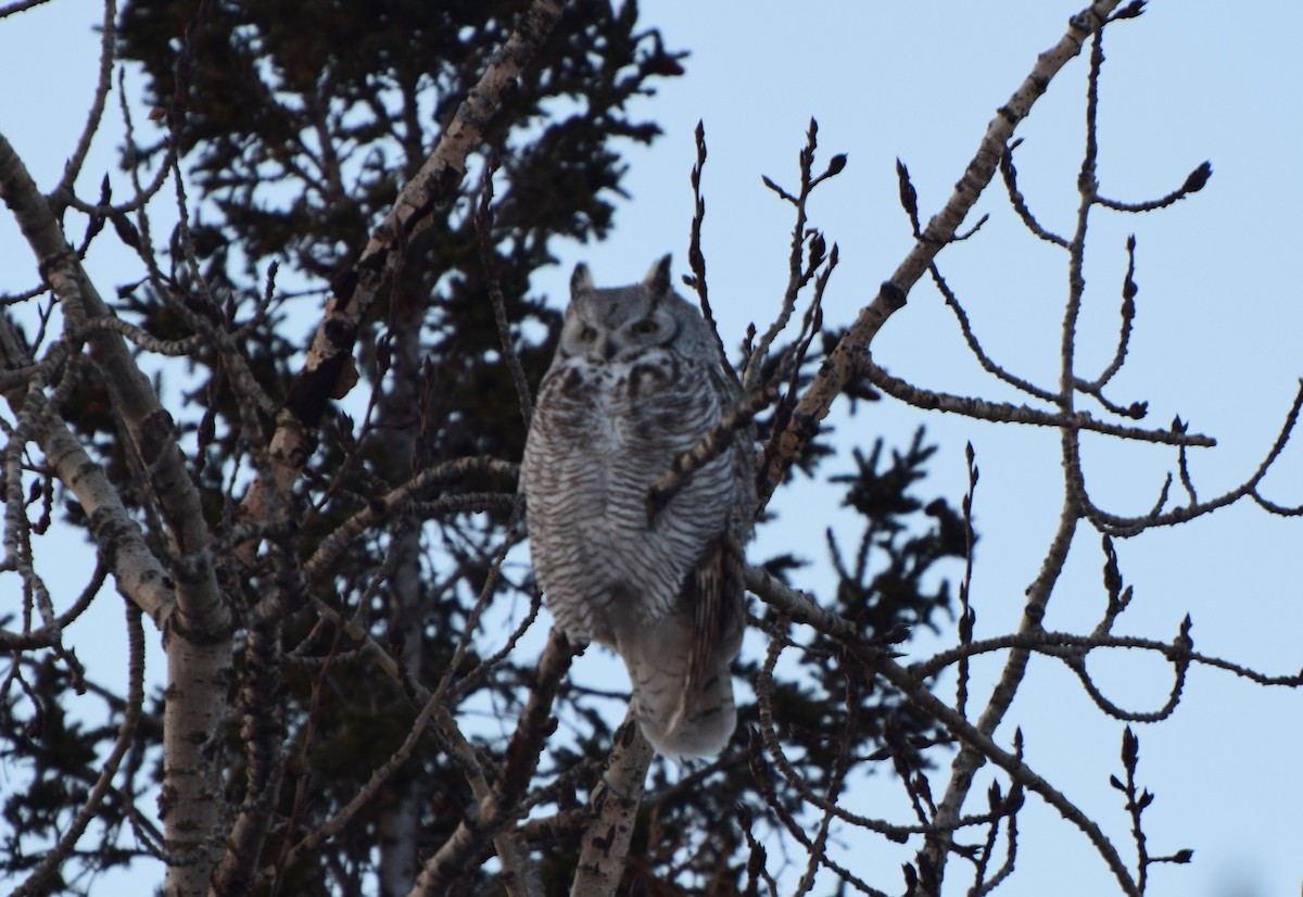 Great Horned Owl - ML308001001