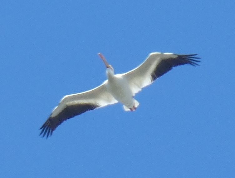 American White Pelican - Bill Pranty