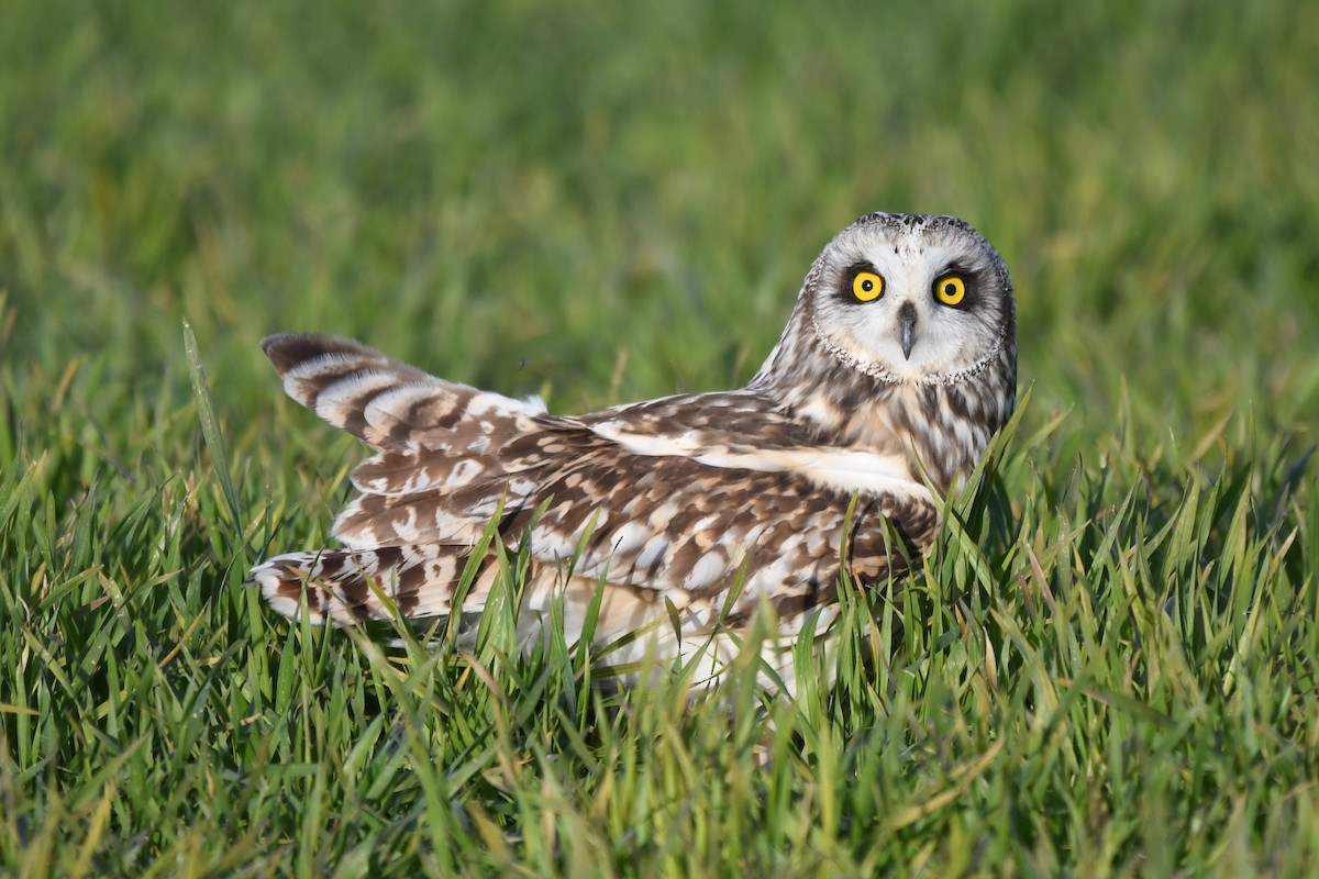 Short-eared Owl - ML308003261