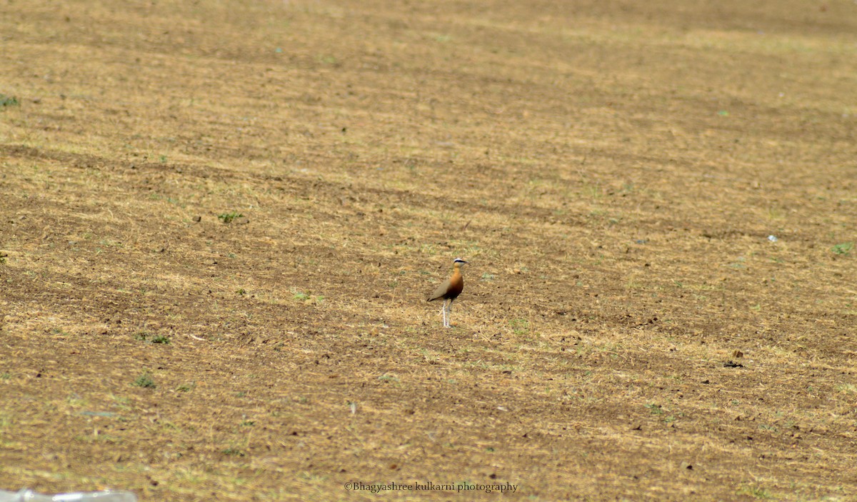 Indian Courser - ML308005661
