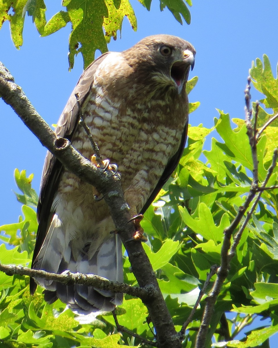 Broad-winged Hawk - Pam Campbell