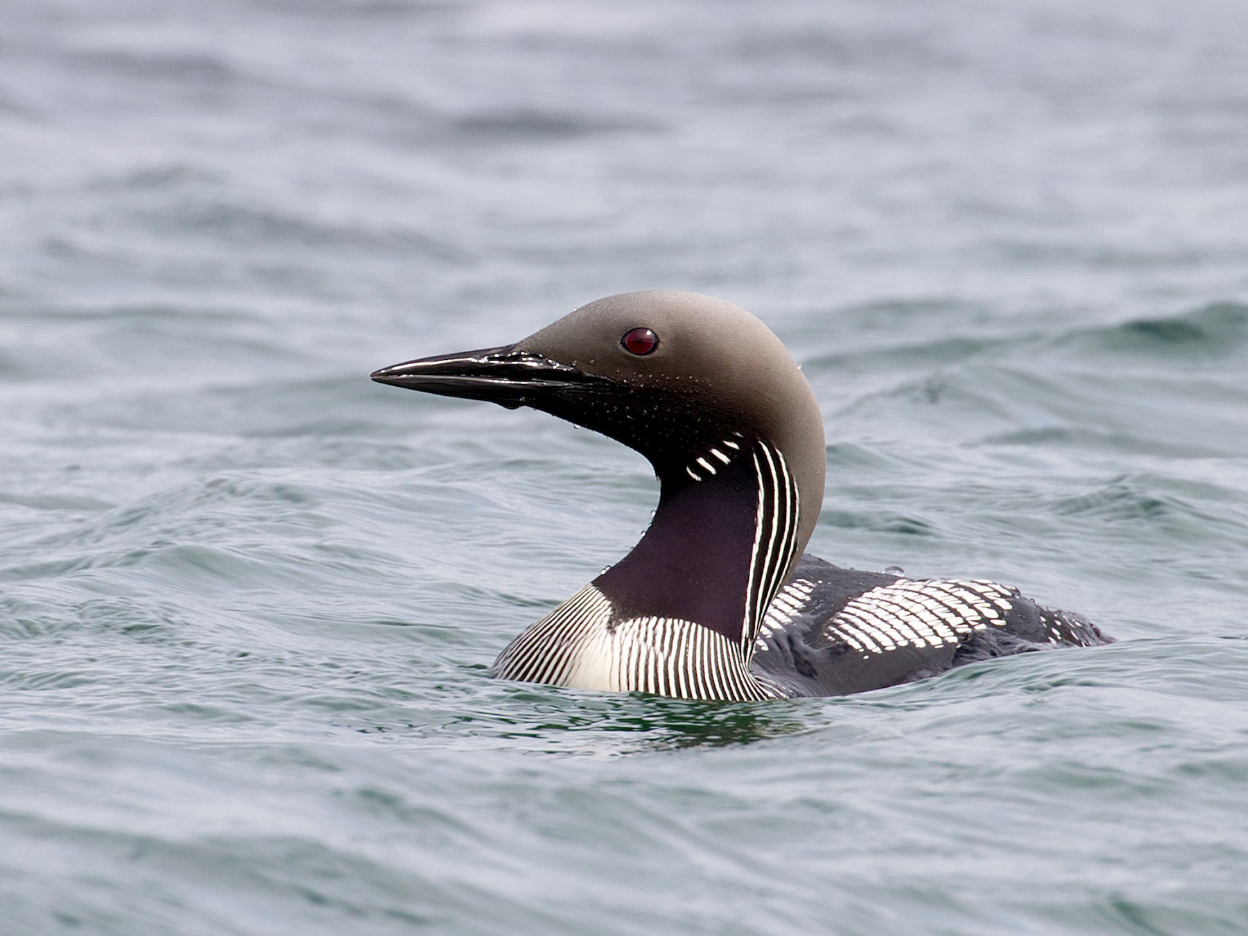 Arctic Loon - Jonathan Farooqi