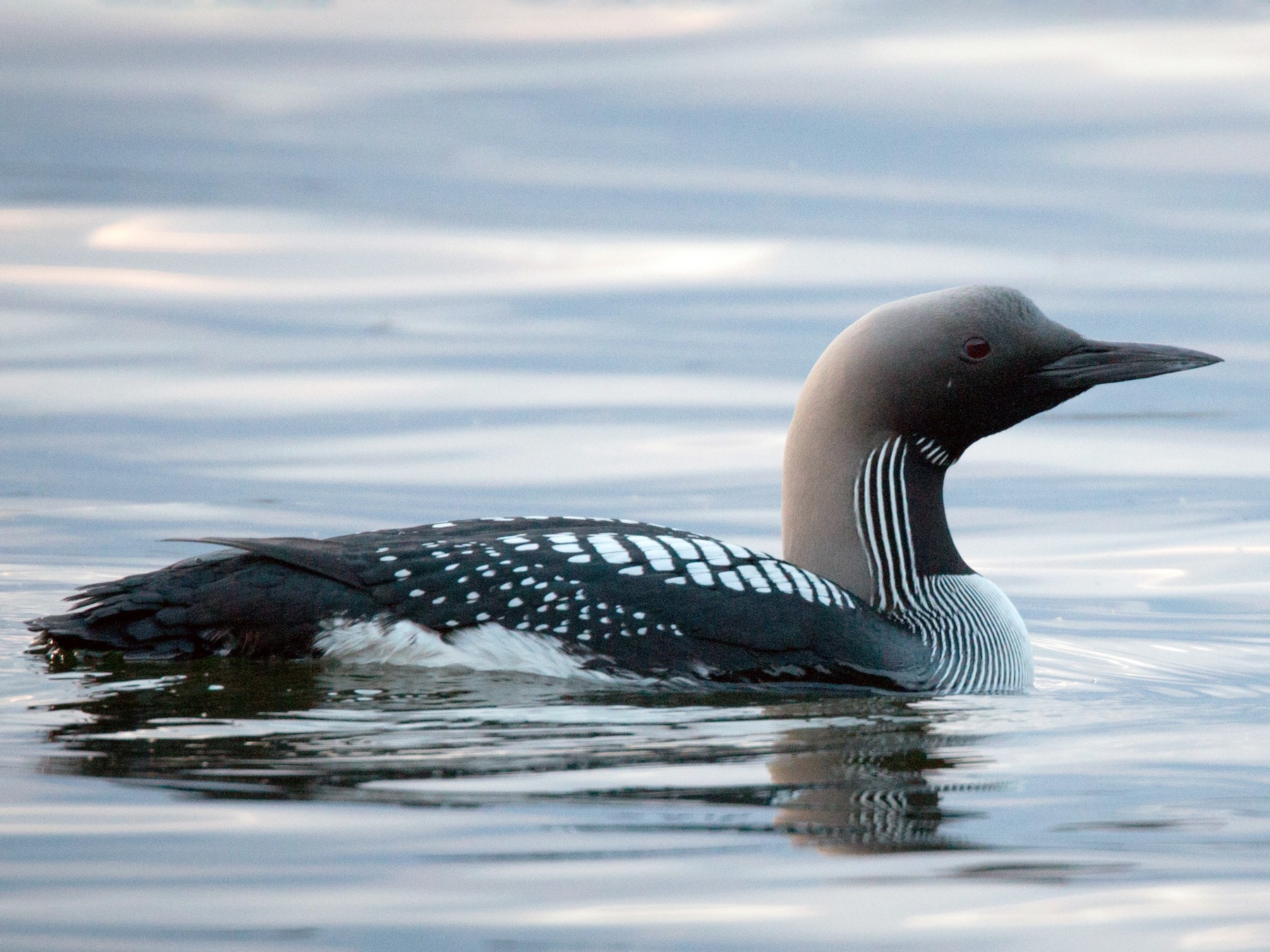 Arctic Loon - Ian Davies