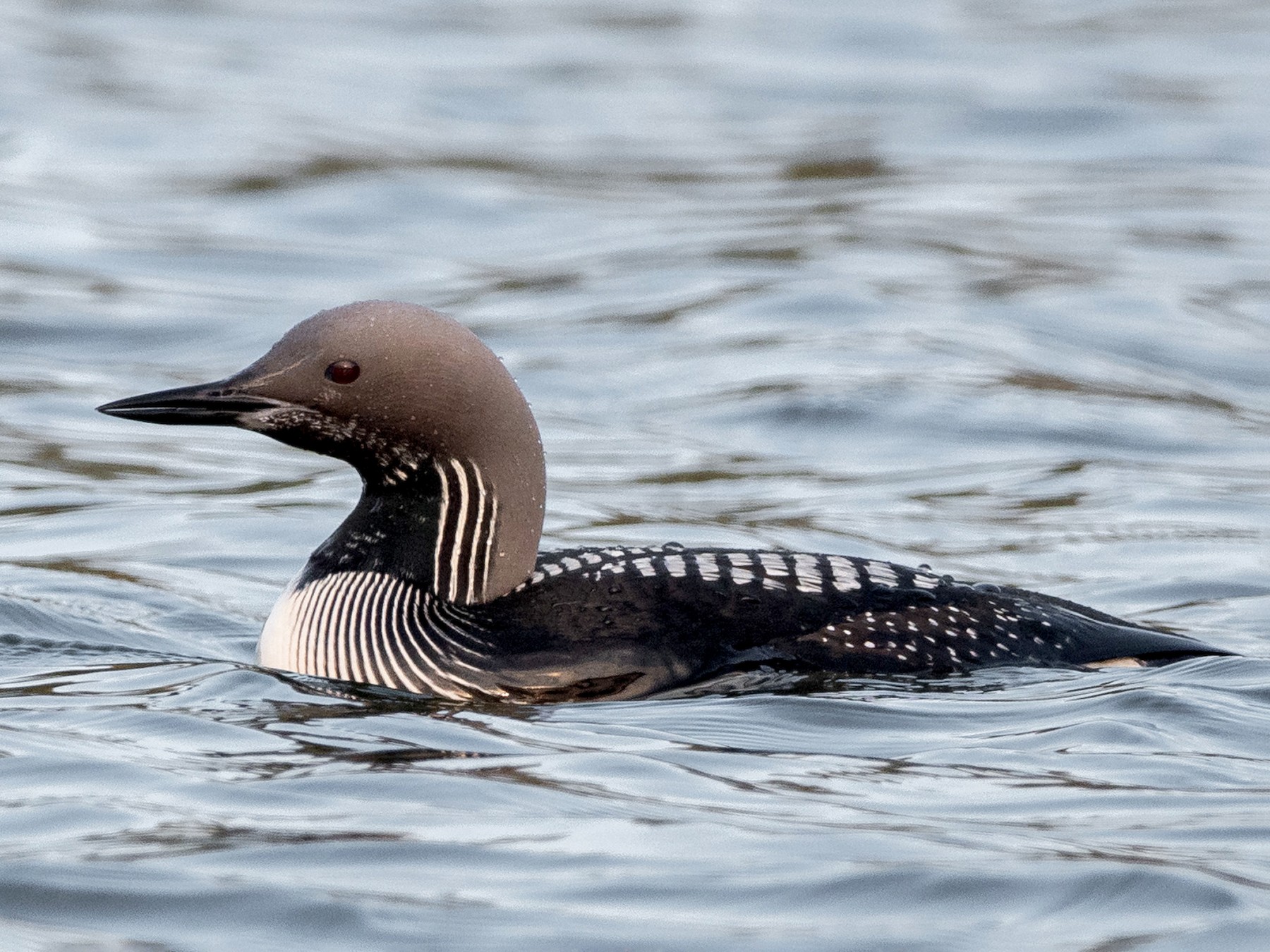 Arctic Loon - Roman Chaley