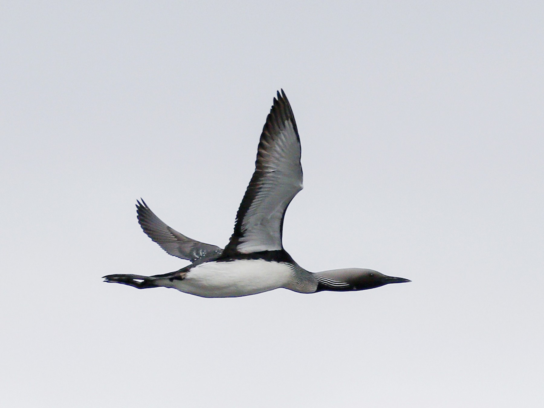 Arctic Loon - James Kennerley