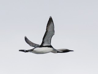 นกเต็มวัยในฤดูผสมพันธุ์ - James Kennerley - ML308011441