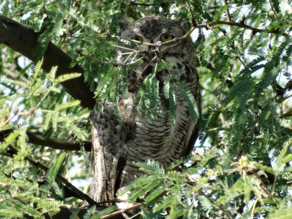 Great Horned Owl - ML30801291