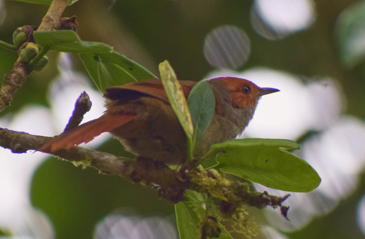 Red-faced Spinetail - ML308017131