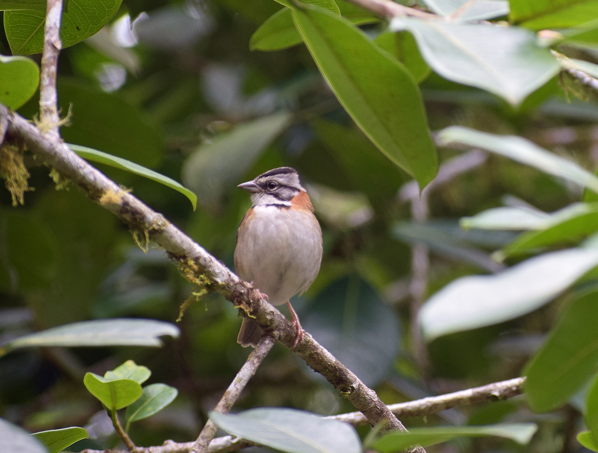 Rufous-collared Sparrow - ML308017531