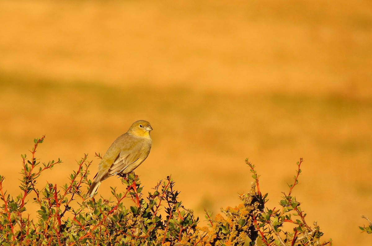 Patagonian Yellow-Finch - ML308018581
