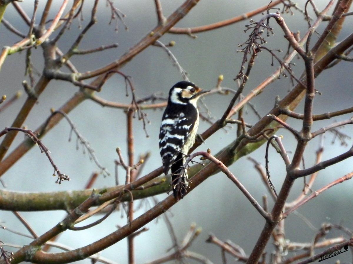 Lesser Spotted Woodpecker - ML308020391
