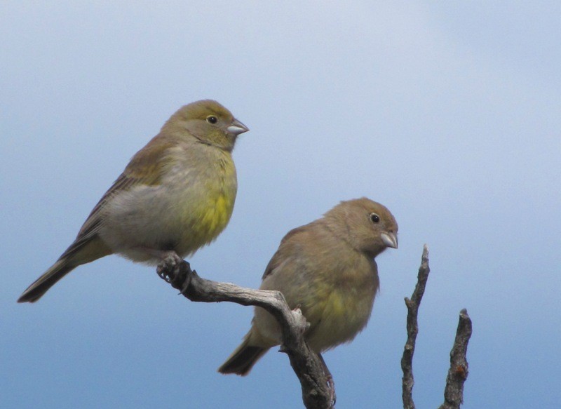 Patagonian Yellow-Finch - ML308021041