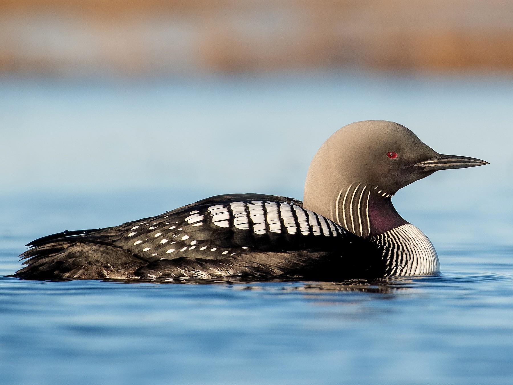 Pacific Loon - eBird