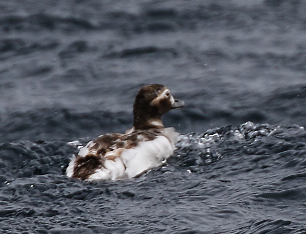 Long-tailed Duck - ML30803151