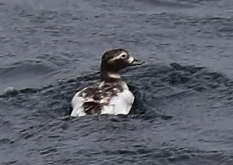 Long-tailed Duck - ML30803161