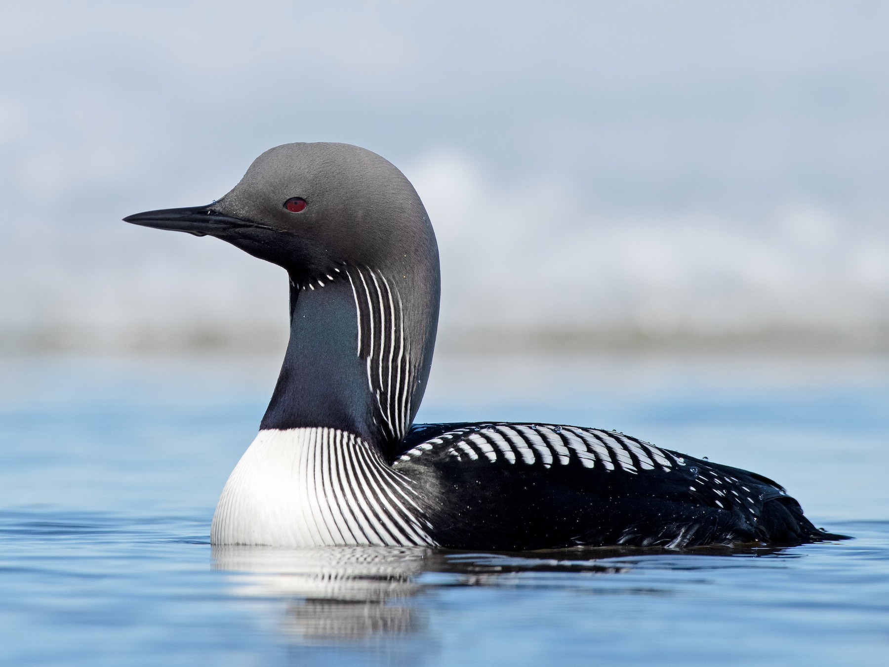 Pacific Loon - Tyler Ficker