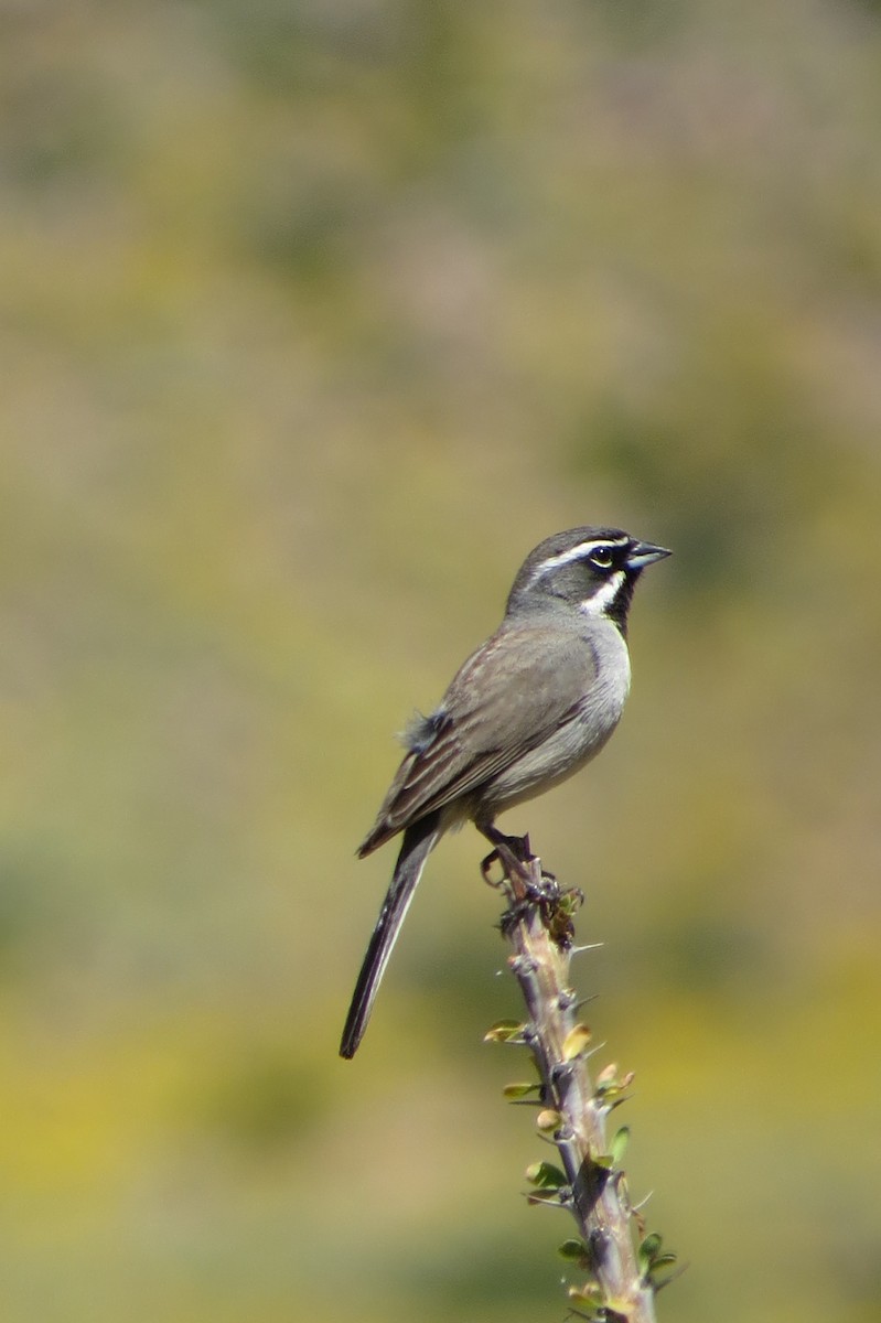 Black-throated Sparrow - ML308034001