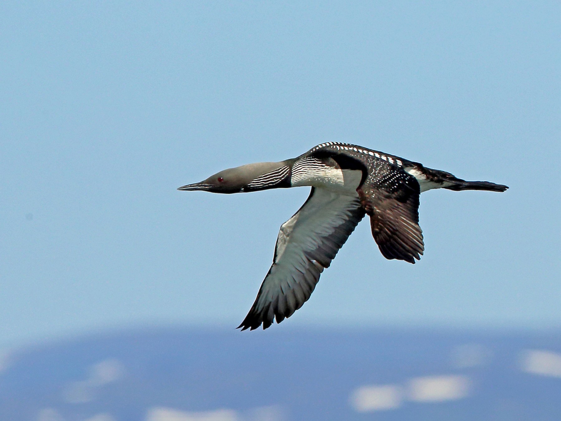 Pacific Loon - Nigel Voaden