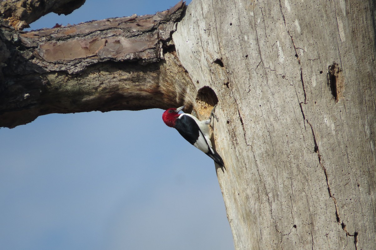 Red-headed Woodpecker - ML308040681