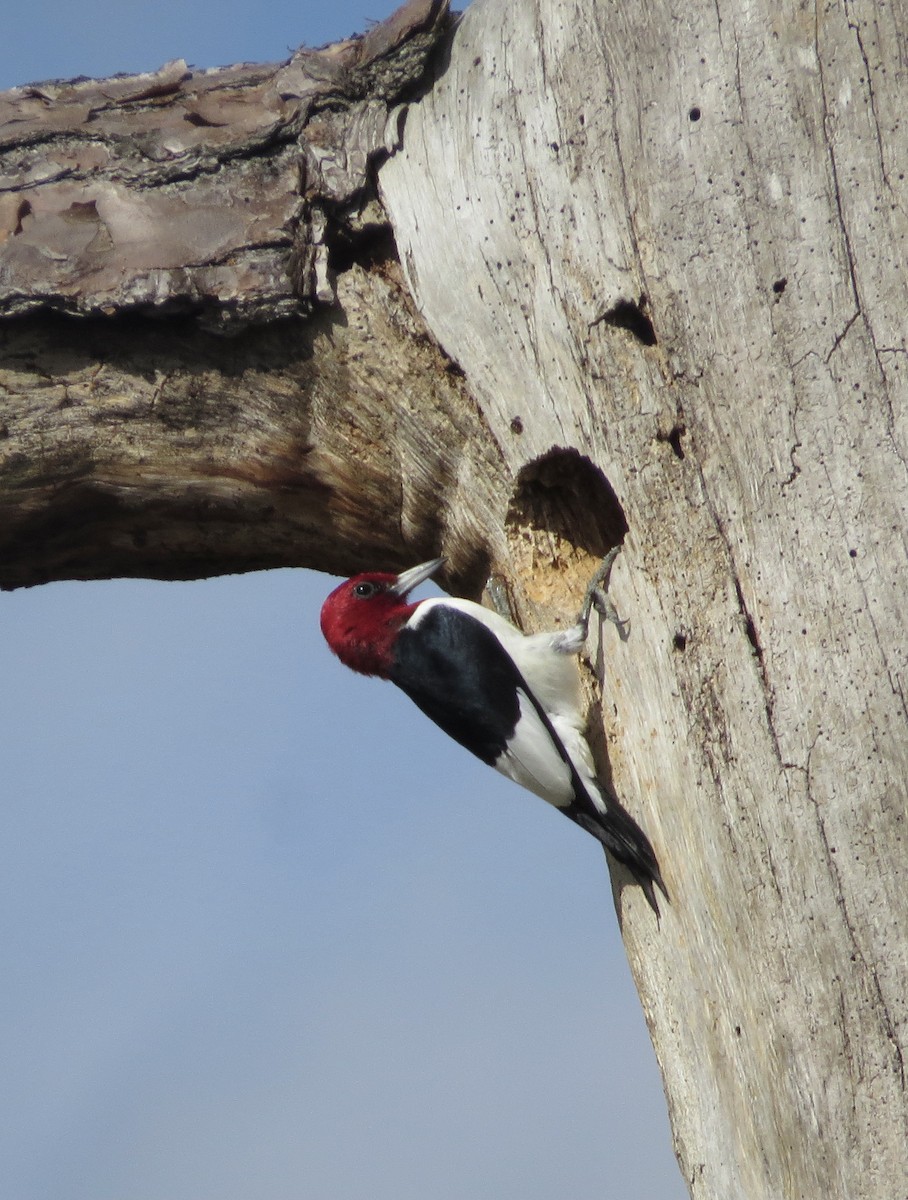 Red-headed Woodpecker - ML308040791