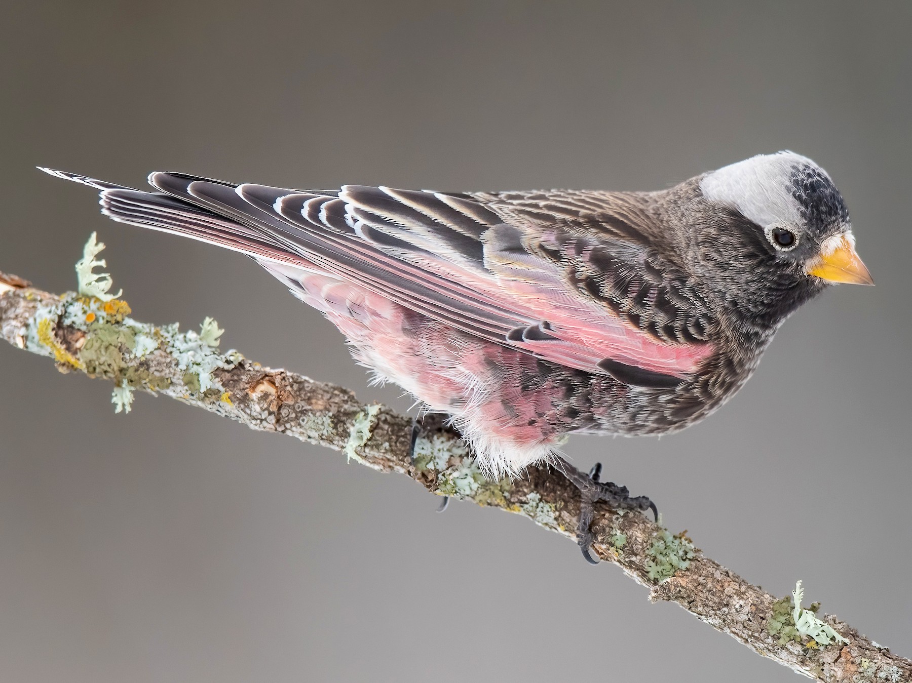 Black Rosy-Finch - Dorian Anderson