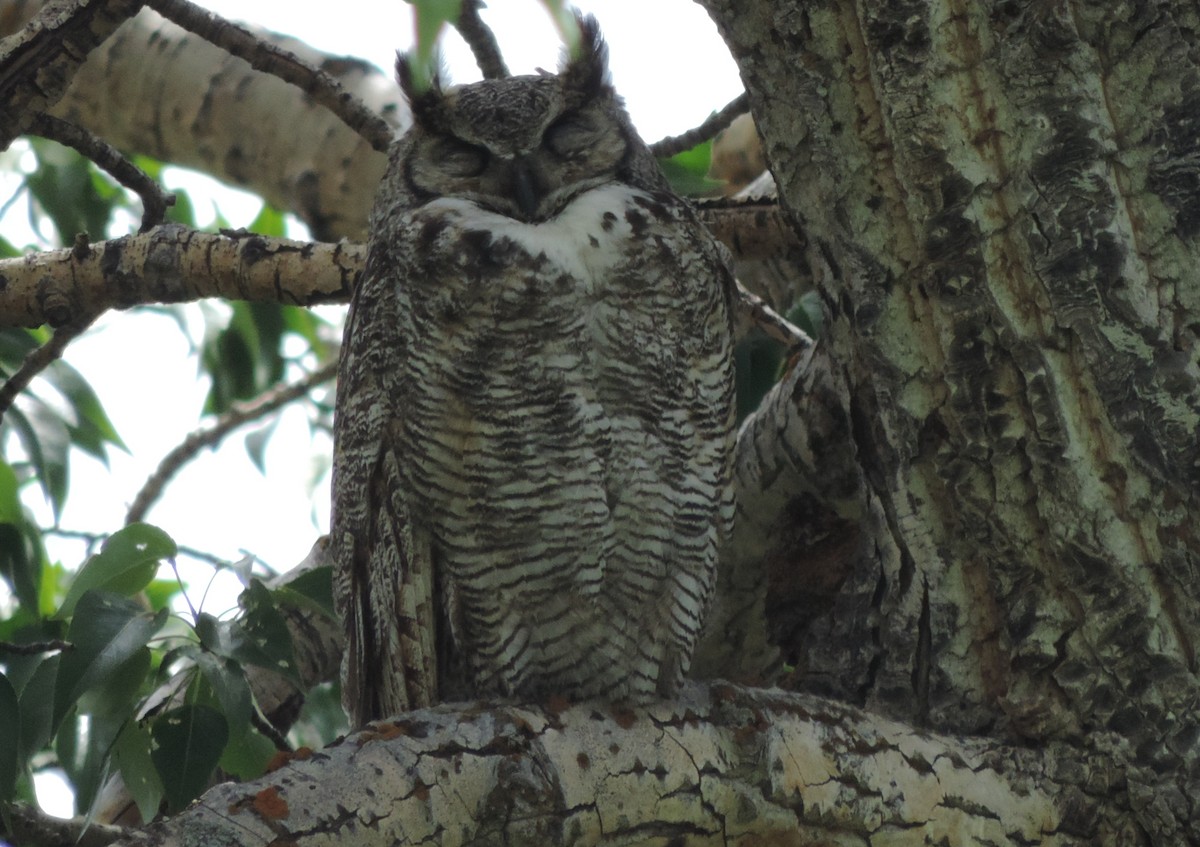 Great Horned Owl - ML30804411