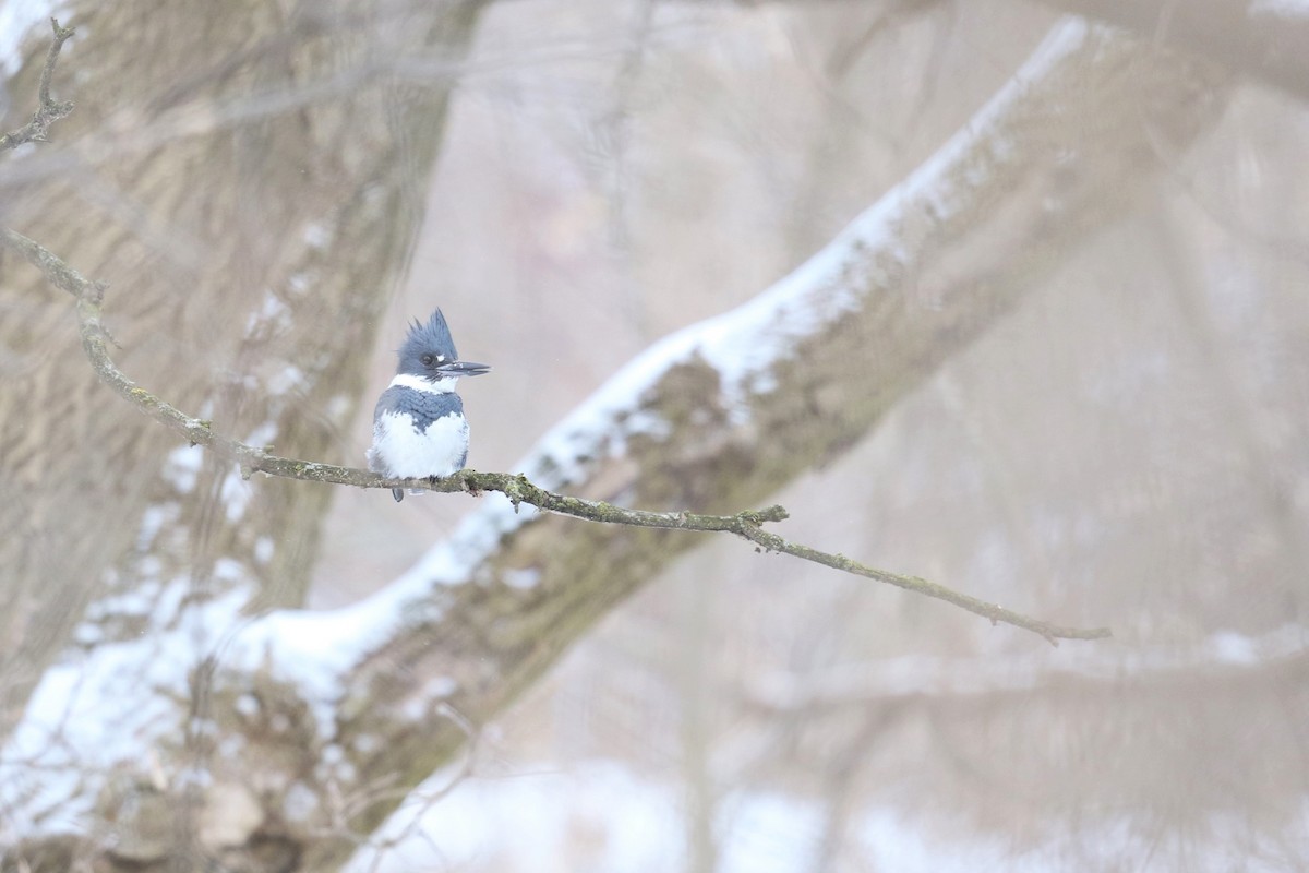 Belted Kingfisher - ML308044971