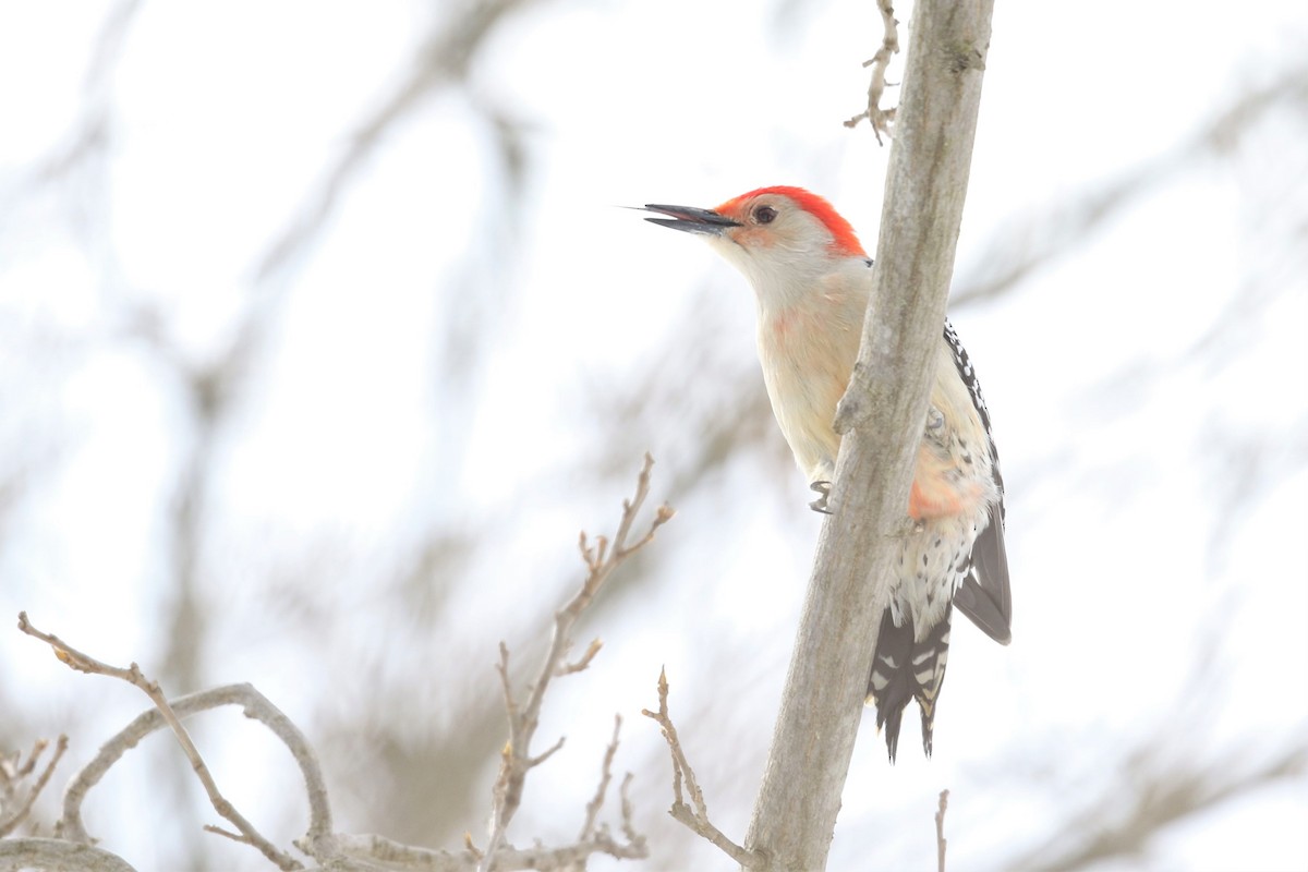 Red-bellied Woodpecker - Nathan Hood