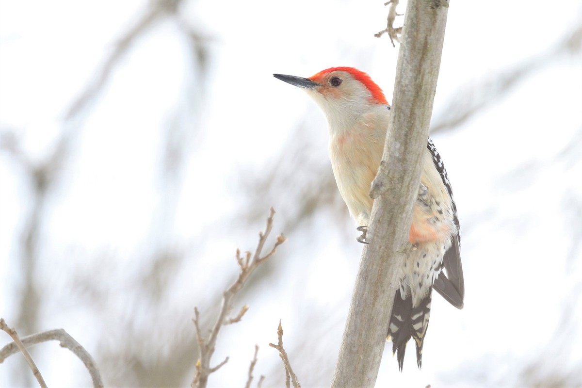 Red-bellied Woodpecker - ML308045611