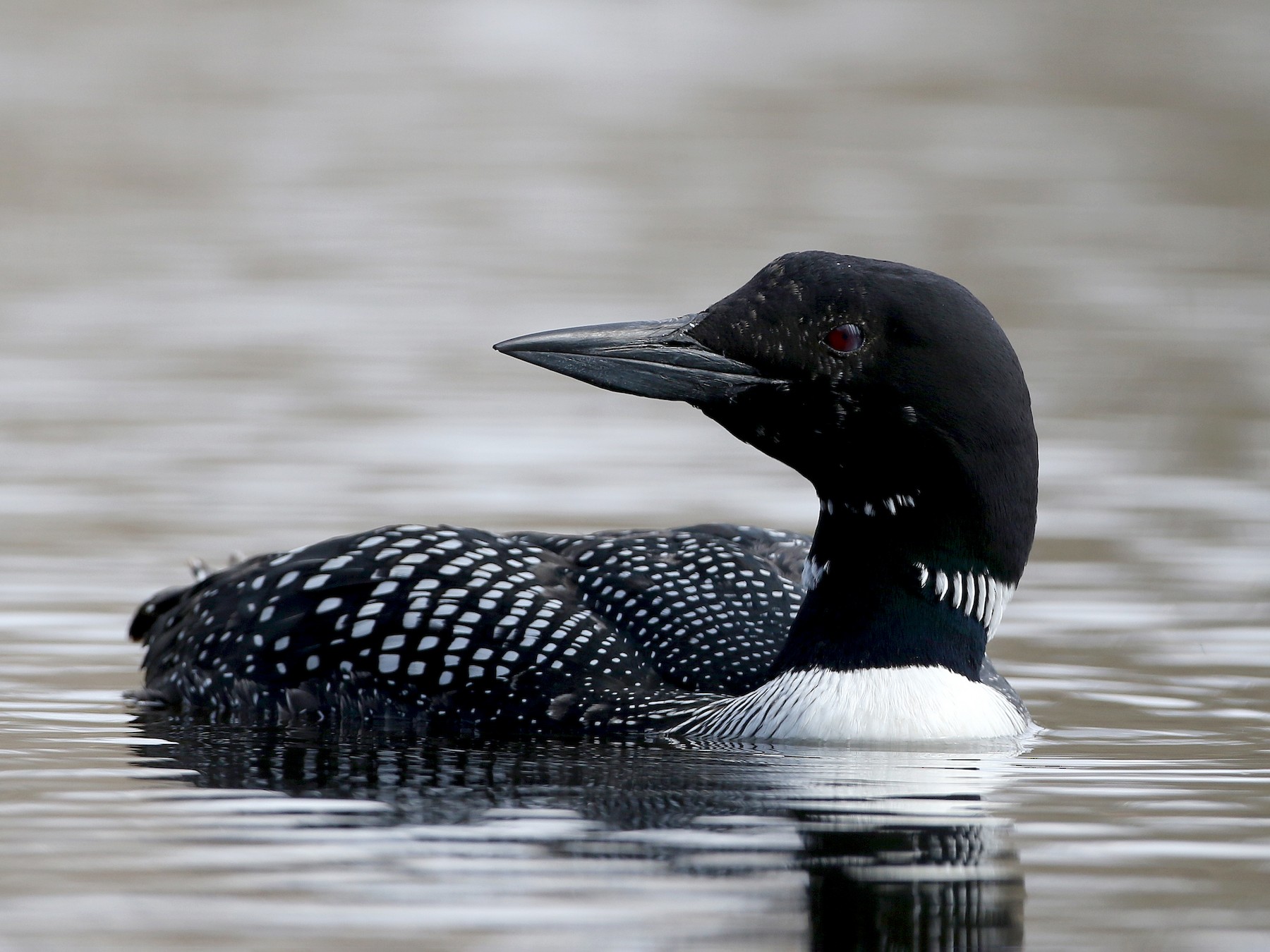 Common Loon - Jay McGowan