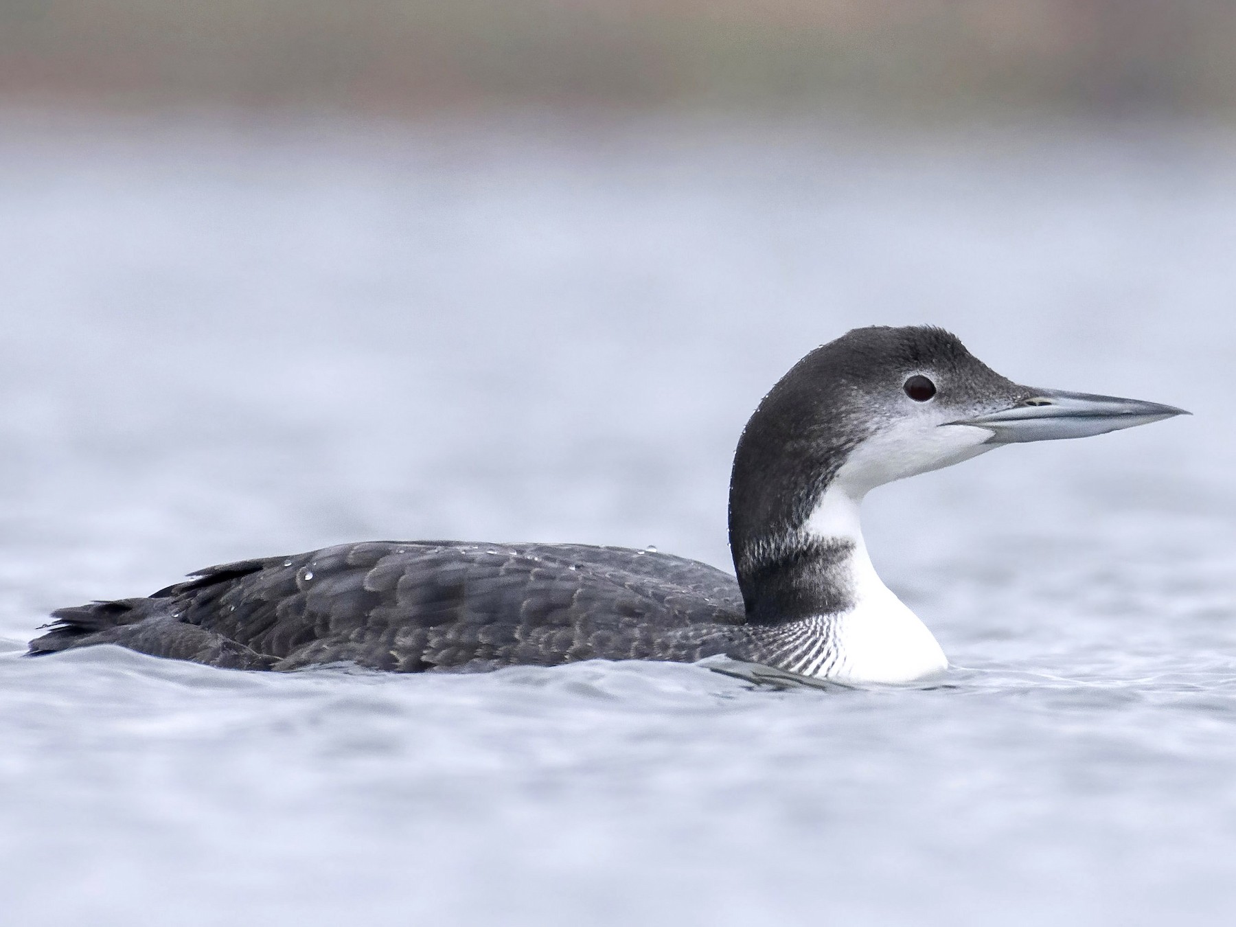 Common Loon - Marky Mutchler