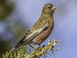  - Brown-capped Rosy-Finch
