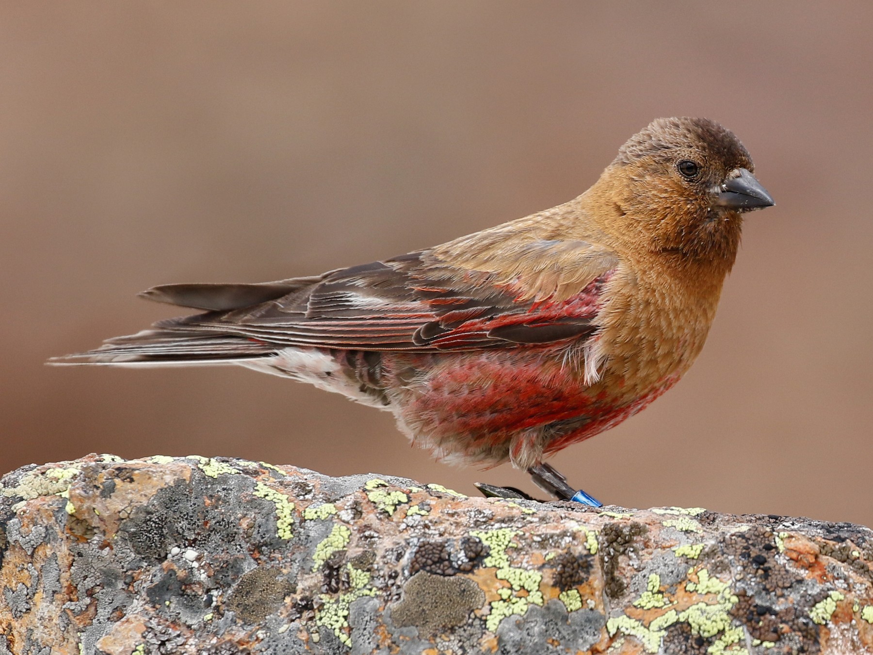 Brown-capped Rosy-Finch - Joel Such