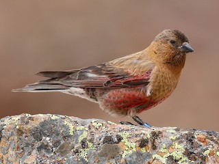 นกเต็มวัยในฤดูผสมพันธุ์ - Joel Such - ML308052711