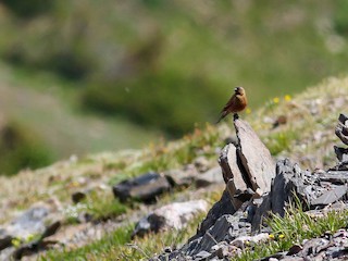 นกเต็มวัยชุดขนนอกฤดูผสมพันธุ์ - Max Nootbaar - ML308053961