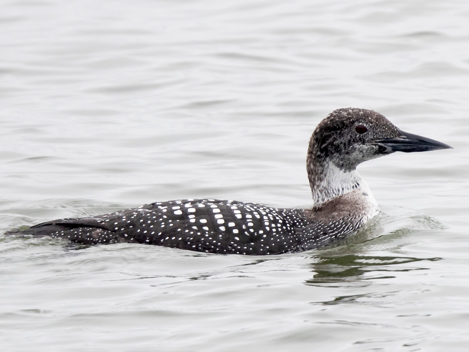 Common Loon - Mike Cameron