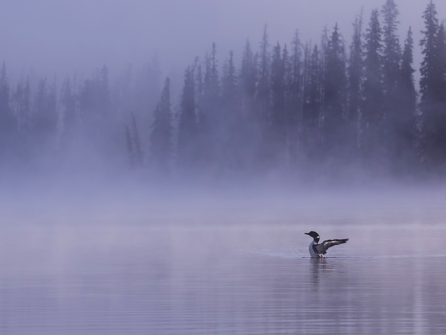 Common Loon - eBird