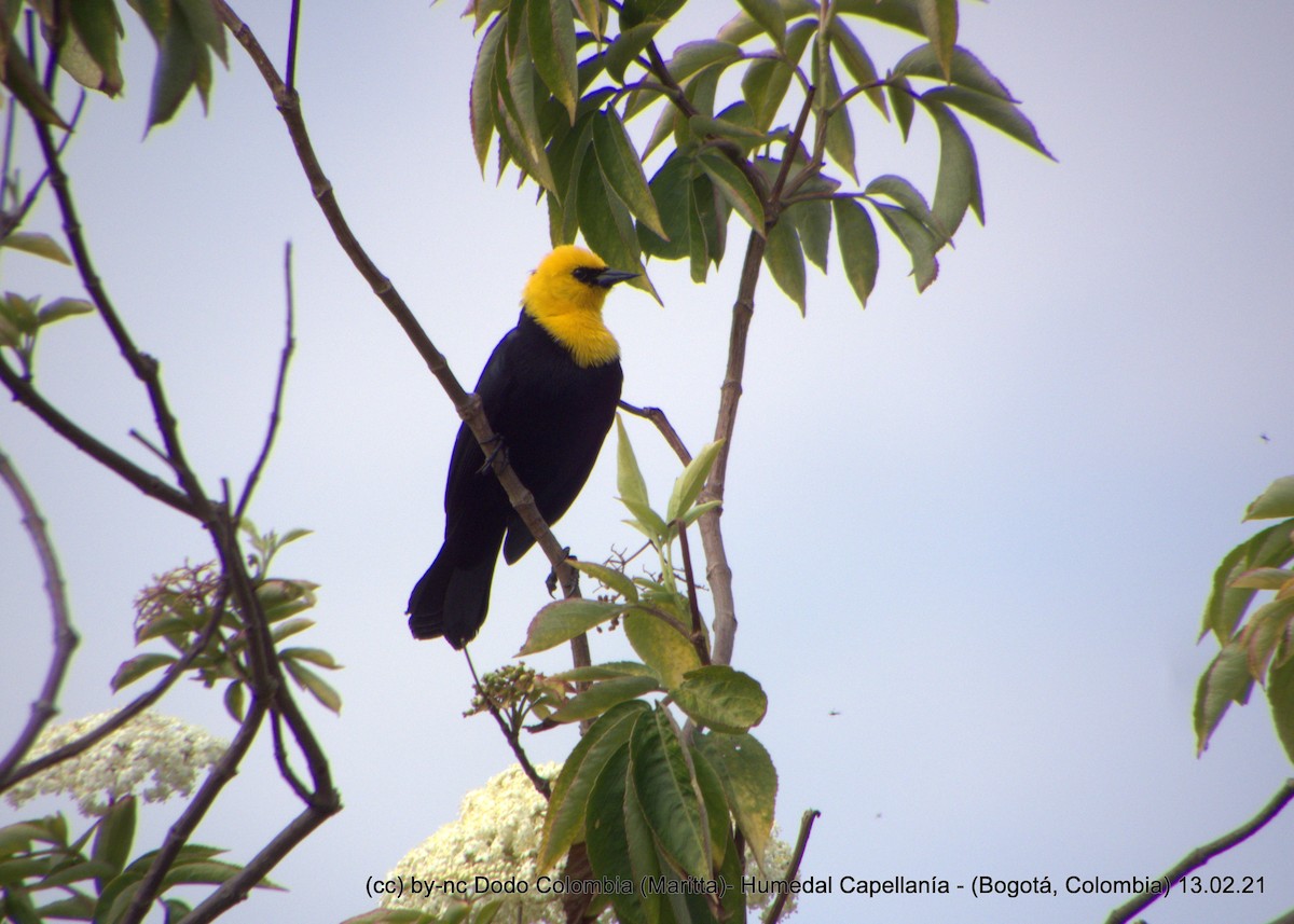 Yellow-hooded Blackbird - Maritta (Dodo Colombia)