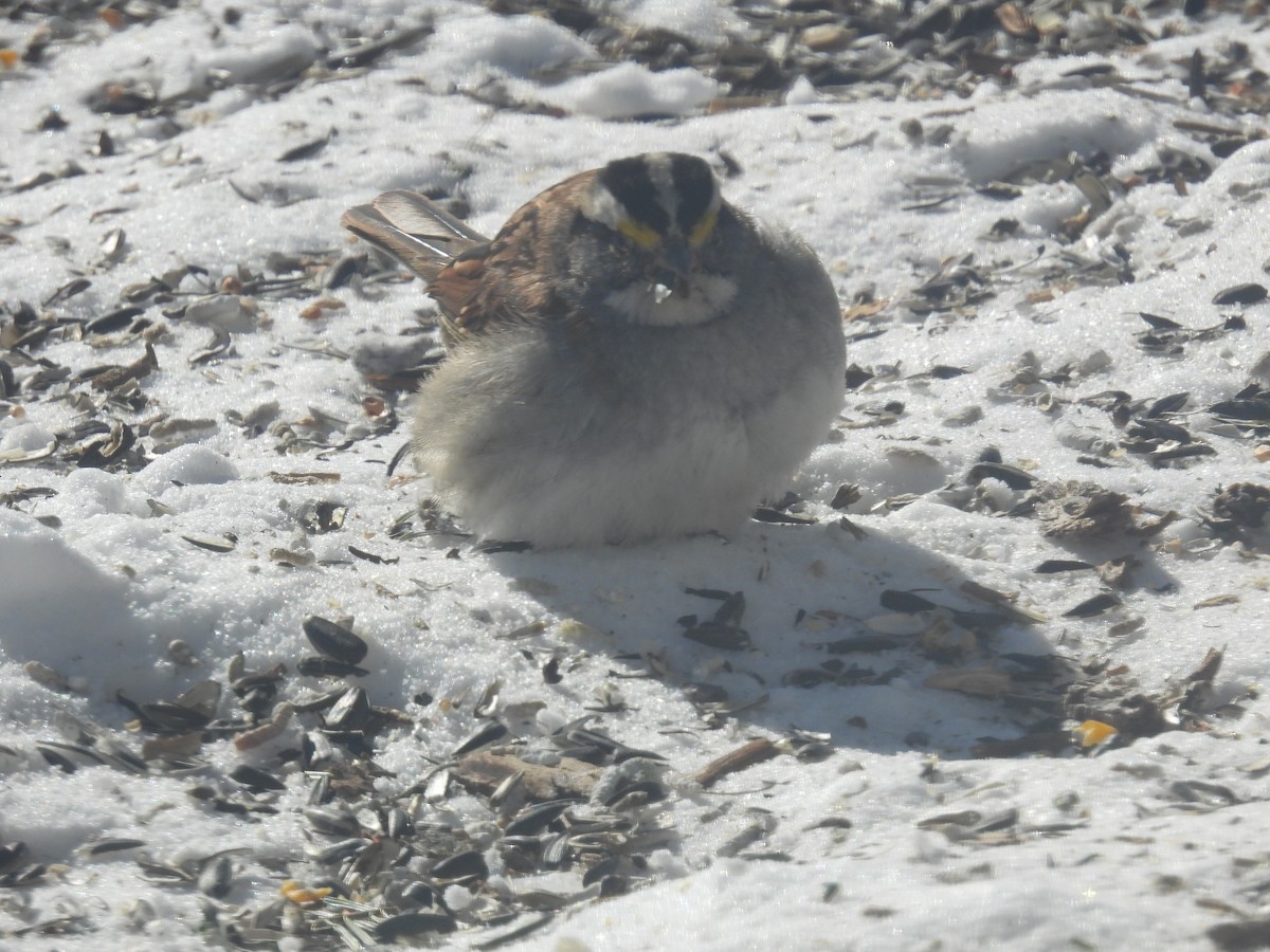 White-throated Sparrow - ML308058971