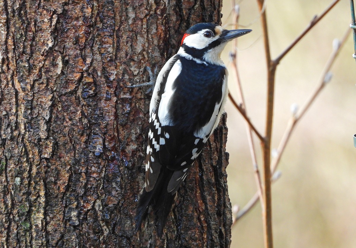 Great Spotted Woodpecker - ML308064081