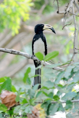 West African Pied Hornbill - Keith Cowton