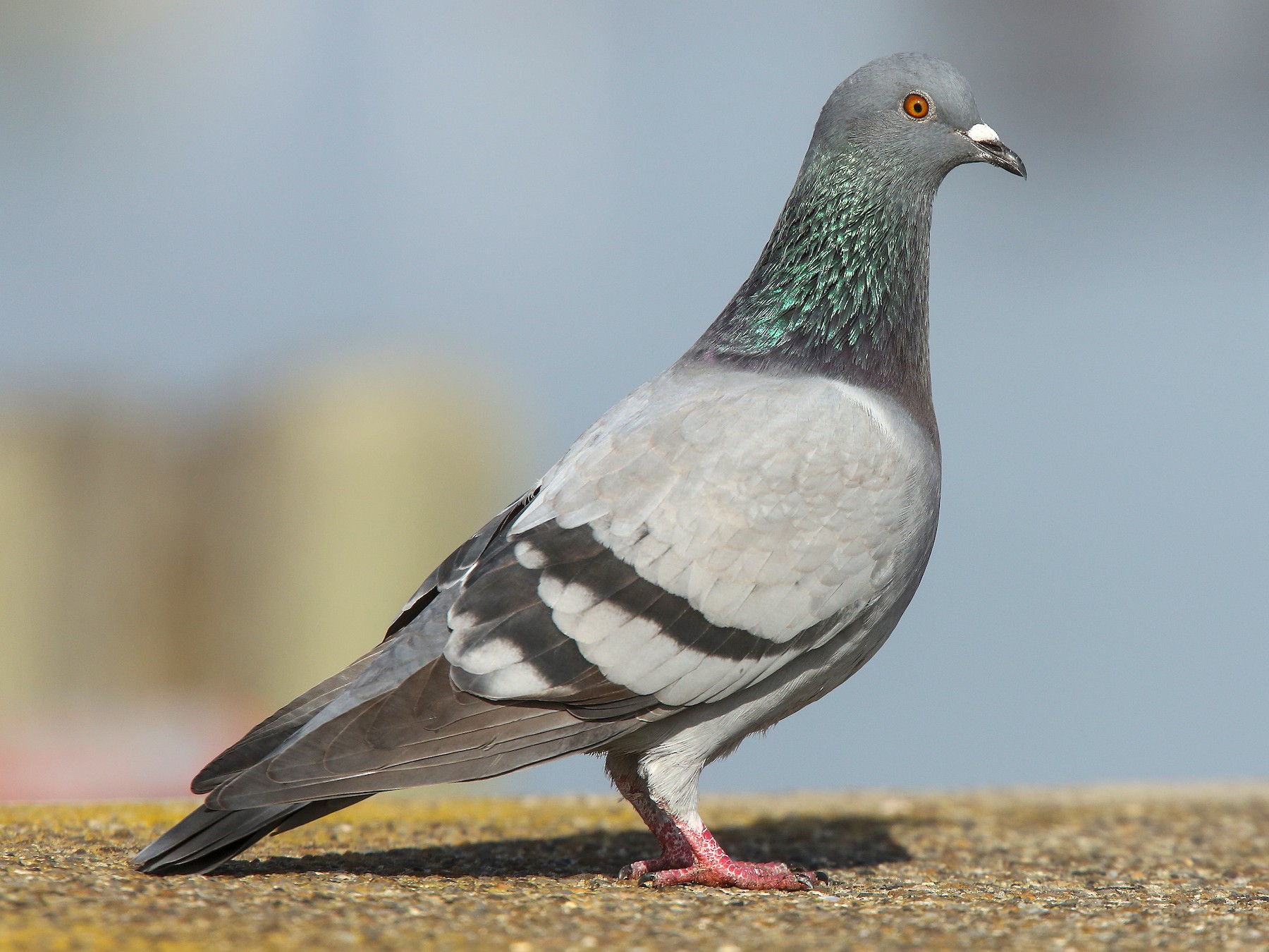 This should be a picture of a pigeon