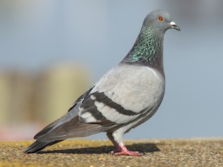  - Rock Pigeon (Feral Pigeon)