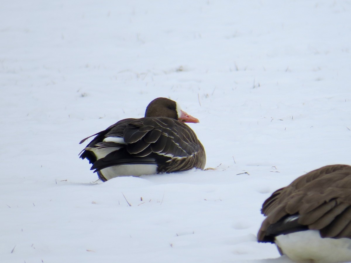 Greater White-fronted Goose - ML308066081