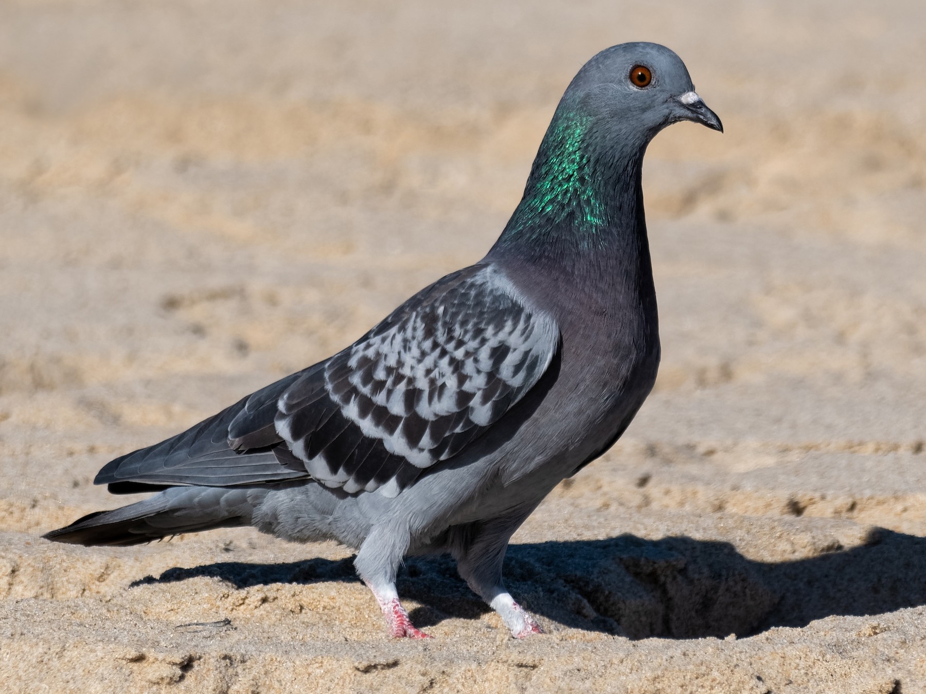 Rock Pigeon - Don Danko