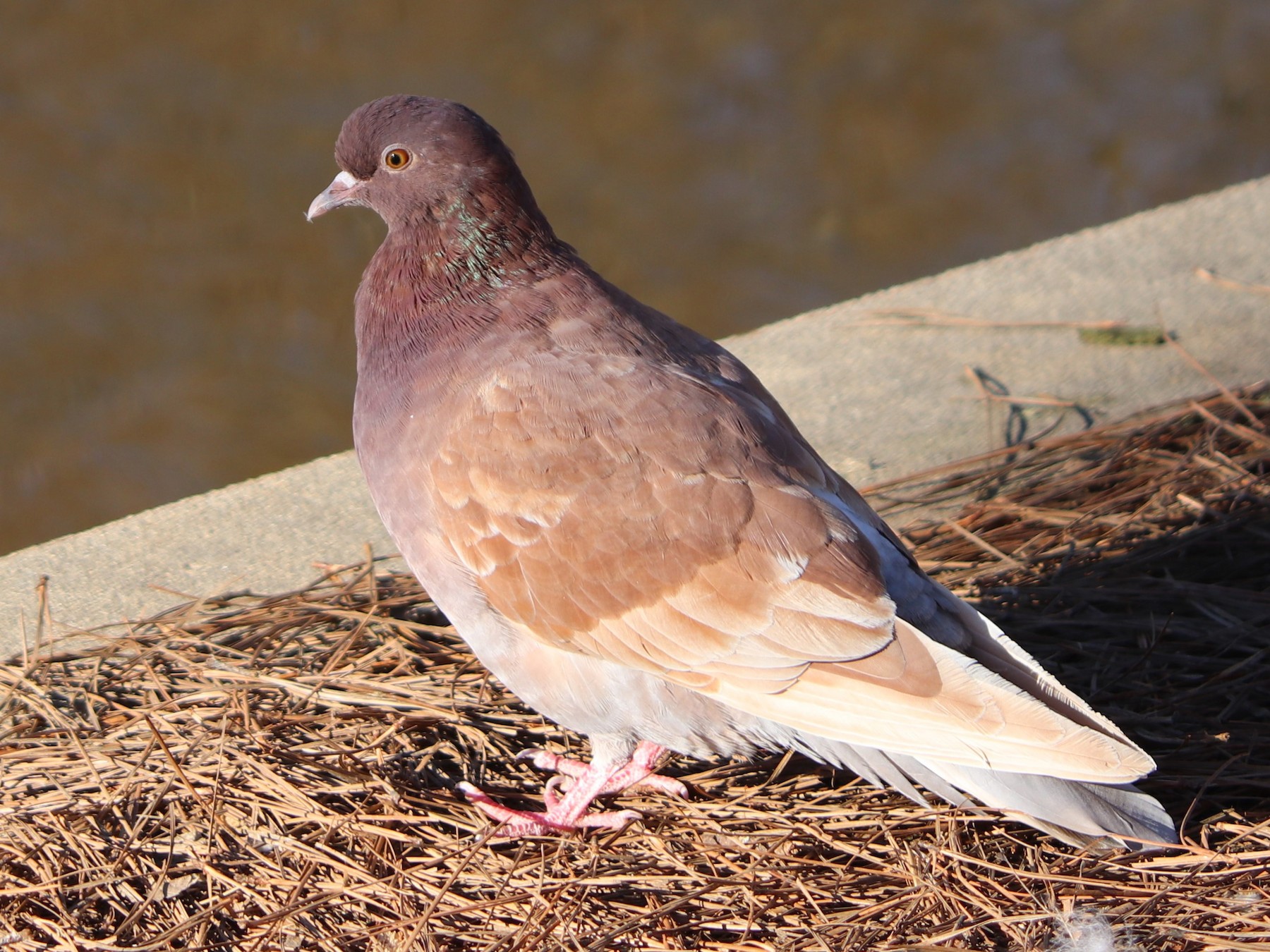 Rock Pigeon - Bob Myers