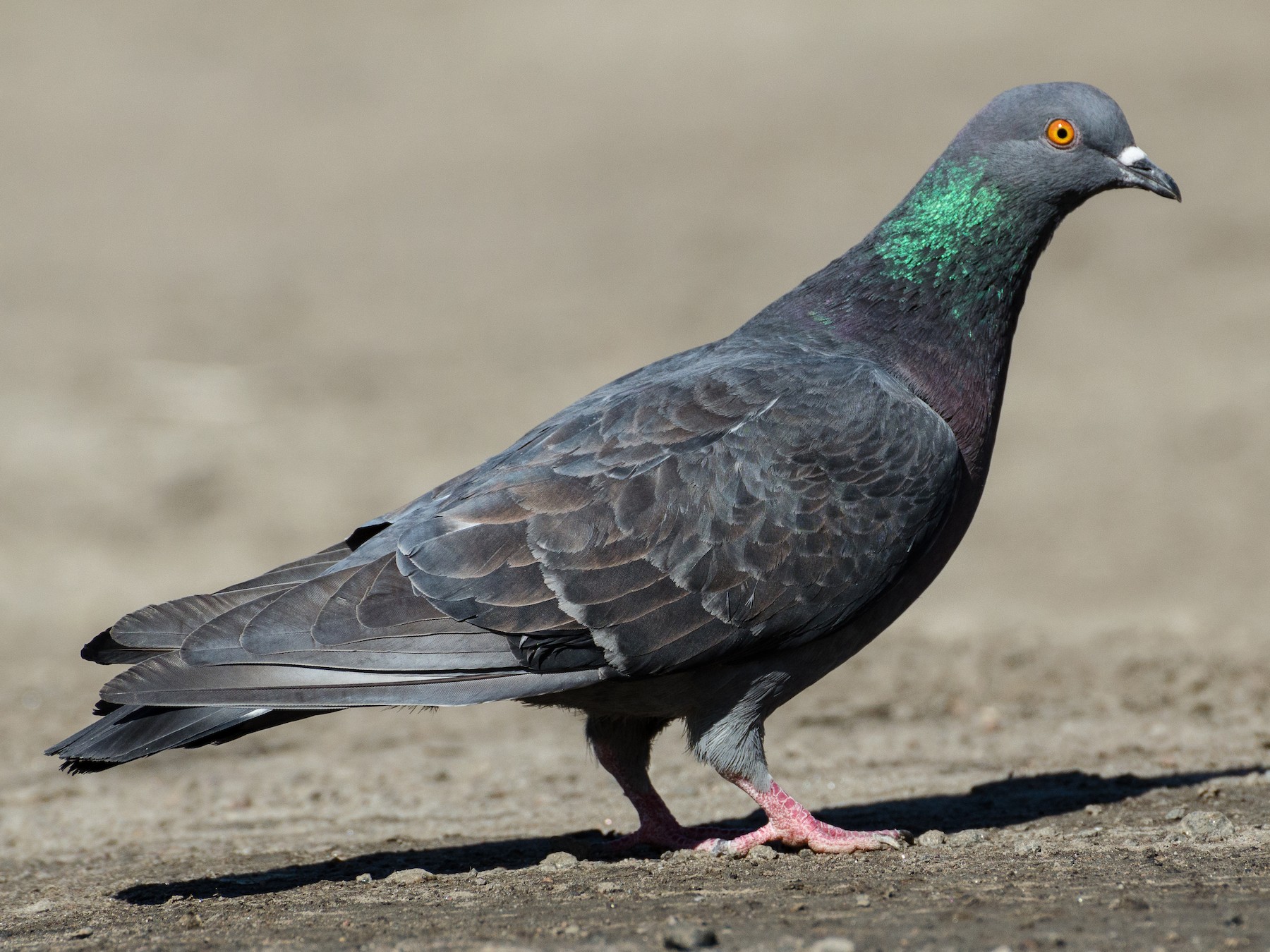 Rock Pigeon (Blue Rock Pigeon) - eBird