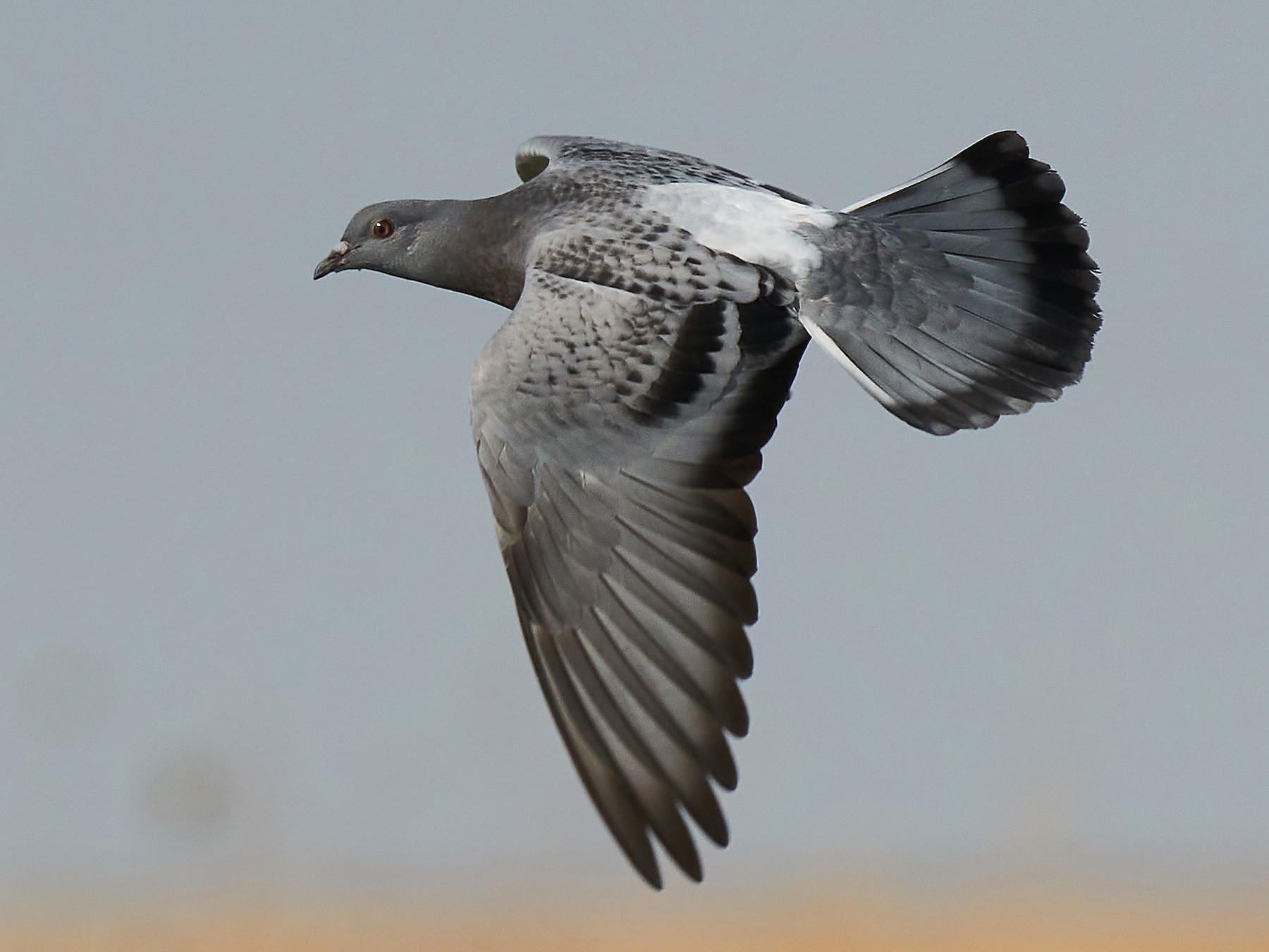 Hill Pigeon - eBird