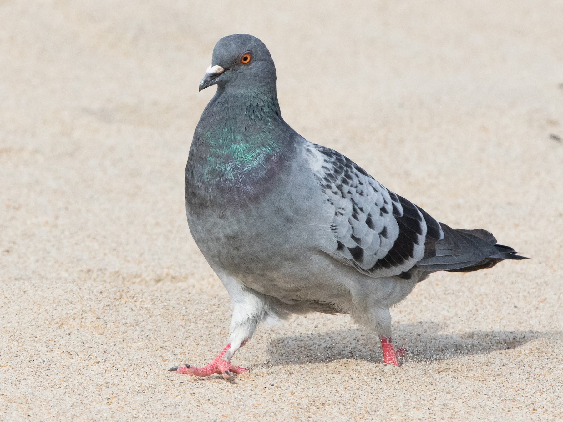 rock pigeon